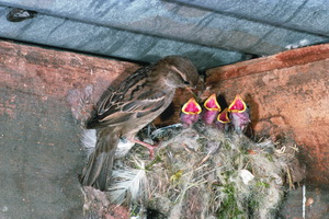 A story of small Bird 